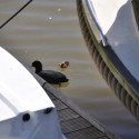 watersnip 3
